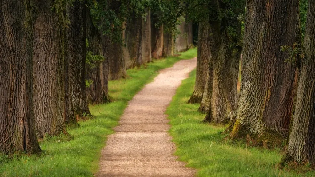 Photo Career Path