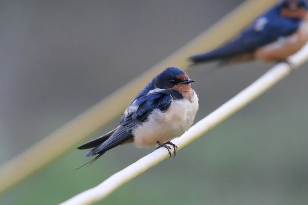 Photo Swallows