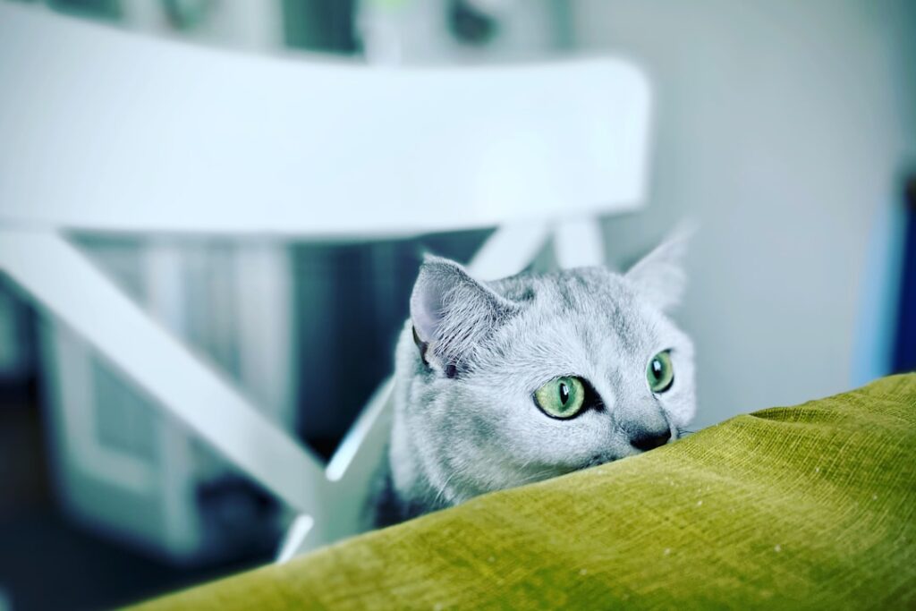 Photo Playful eye contact