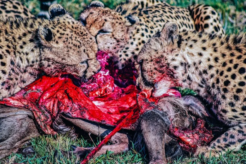 Photo visezi animale moarte