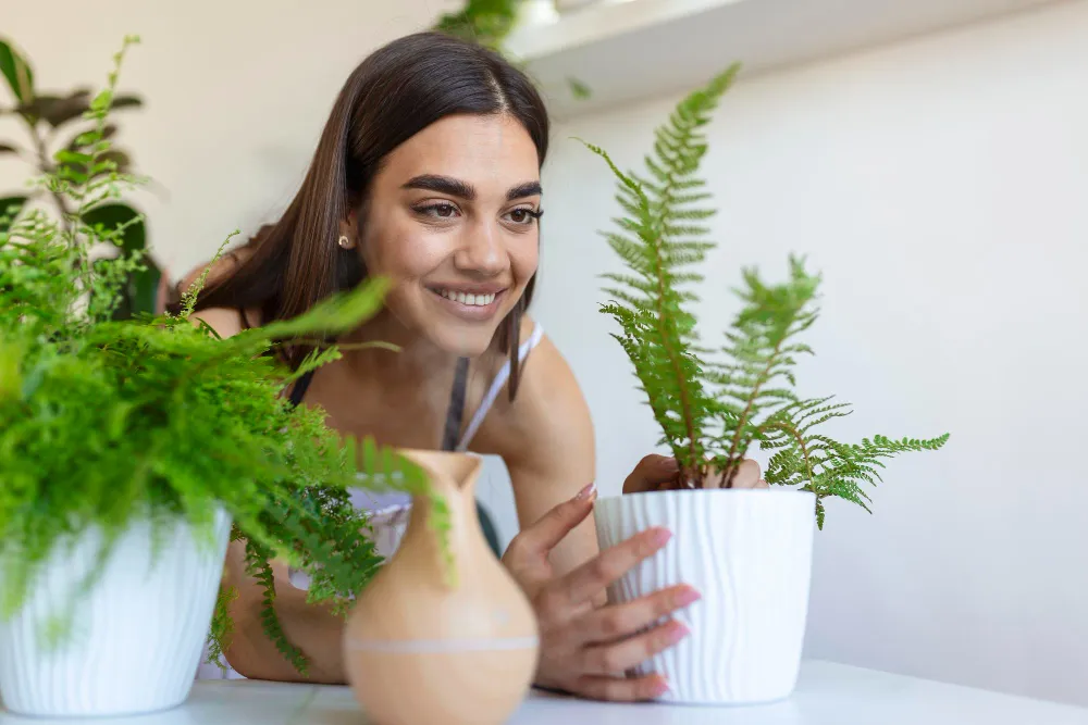 Ce plante de interior sunt ideale pentru o cameră luminoasă
